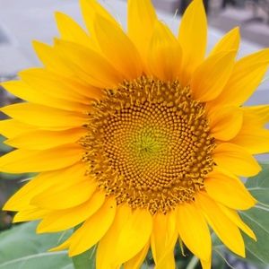 Meet your Posher, Yeni